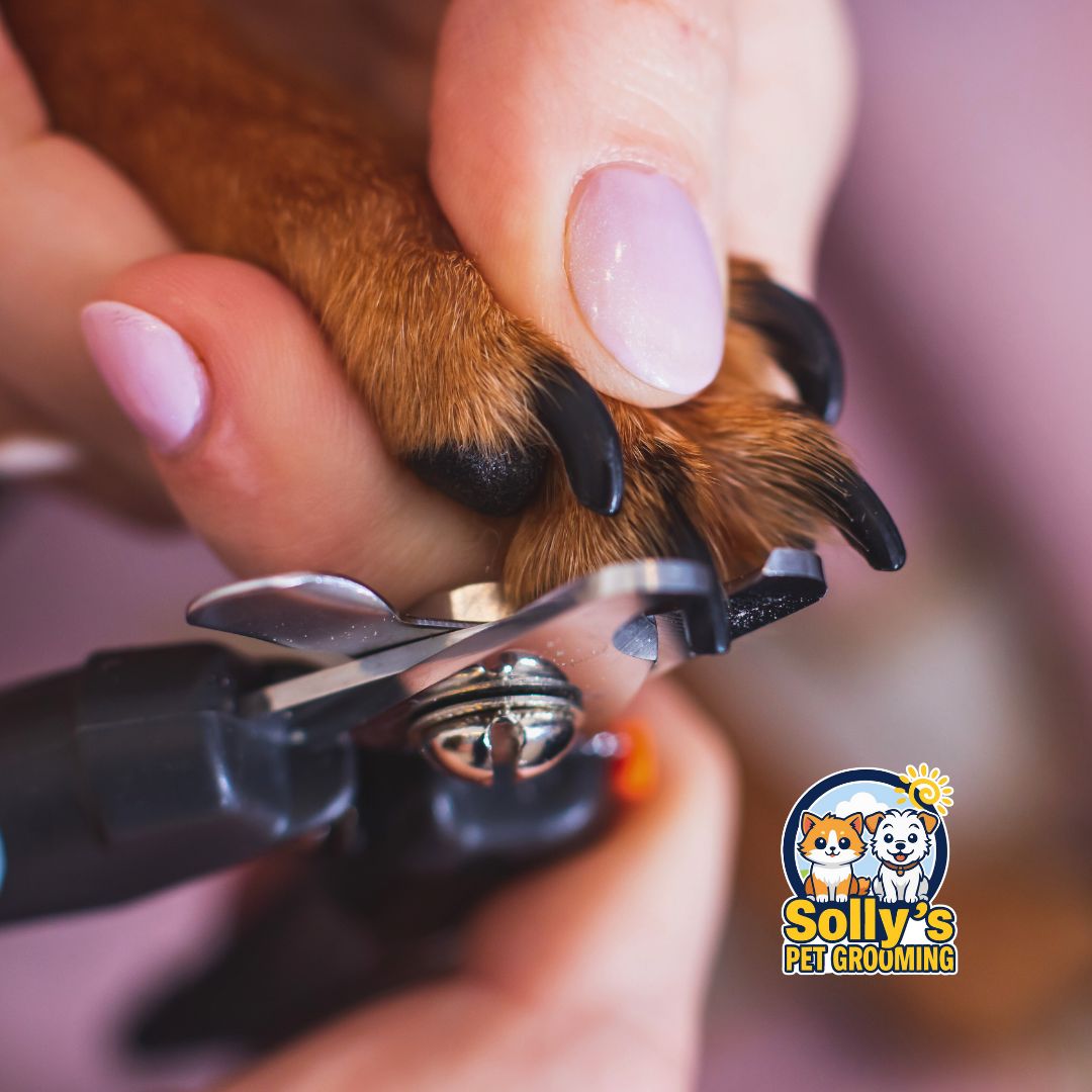 Nail Trim Only